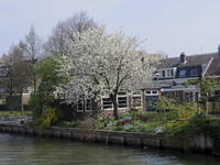 907901 Gezicht over de Vecht te Utrecht, op de tuinen achter de woningen Lauwerecht 80-86 te Utrecht, vanaf de ...